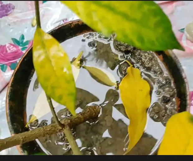 An example of a pot that doesn’t drain the water properly and as a consequence, the leaves have turned yellow.