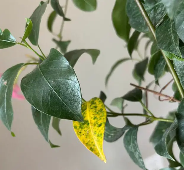 In this post we cover the different reasons why your jasmine plant leaves are turning yellow and how to fix them.