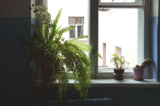 Staghorn Fern, with its striking antler-like fronds, adds a touch of elegance and natural allure to any environment.