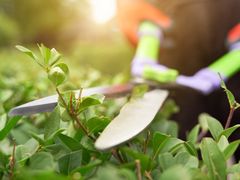 Garden pruners are always useful to get rid of the nasty branches