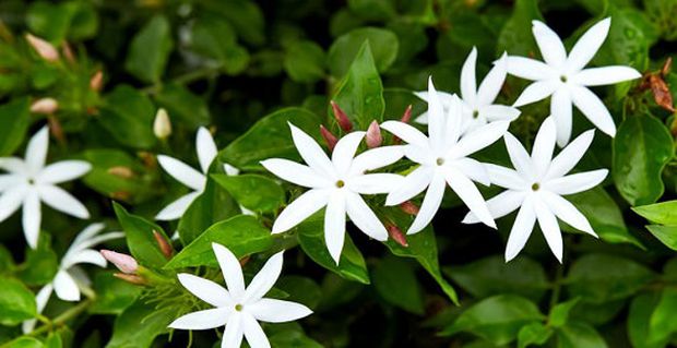 Angel wing jasmine plant enjoying some light to partial shade time.