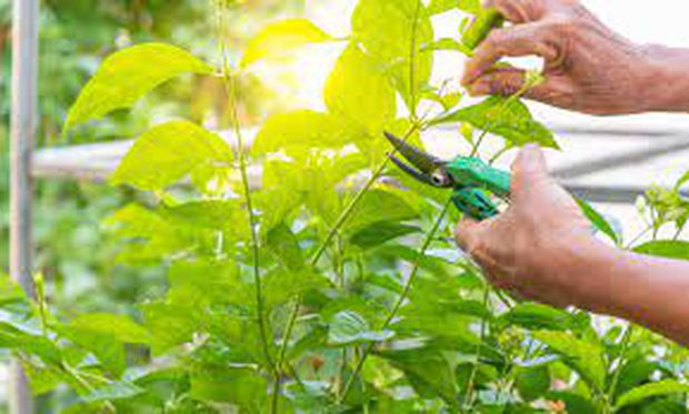 Pruning is a key step to help getting the maximum of flowers each growing season.