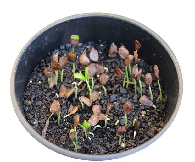 Propagation of Night blooming jasmine seeds