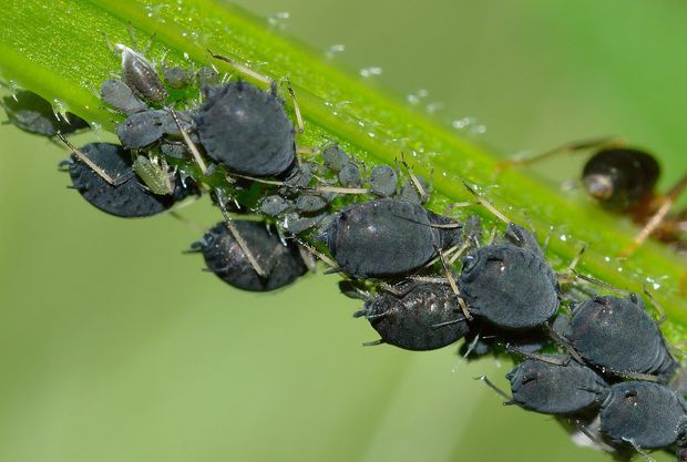 In this post, we will explain how you can kill aphids with a vinegar solution.