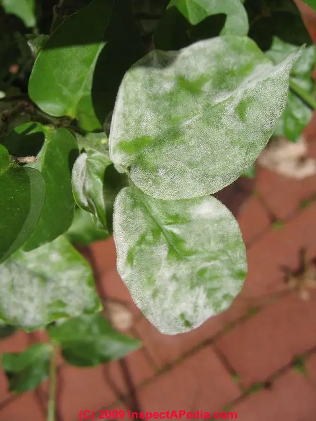 Example of Powdery mildew infection in jasmine plant.