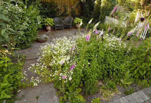 Companion planting is benefitial and can result in an incredible outdoors space
