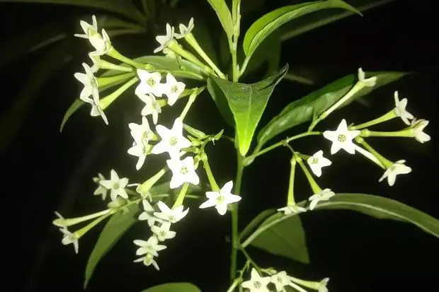 Night-Blooming jasmine
