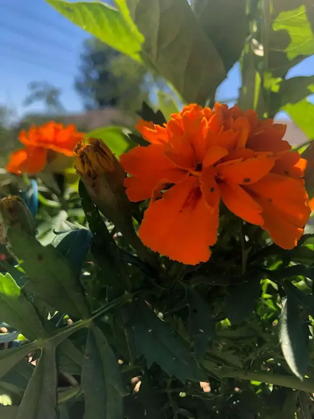 Marigolds are a great choice to use as a sacrificial or decoy crop to help with your jasmine aphid pest.