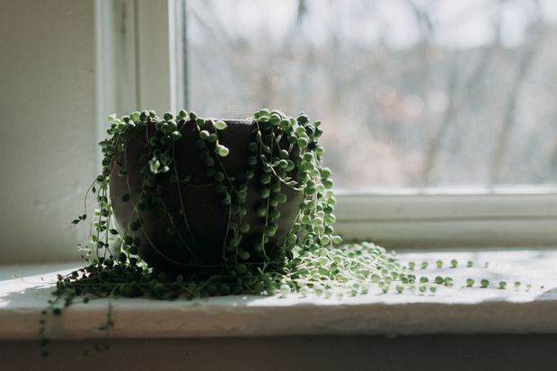 String of Pearls adds a touch of charm and beauty to indoor spaces.