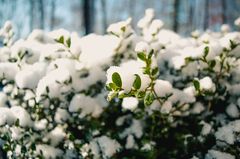 Some Jasmines might struggle throough the frost if you don't provide enough care