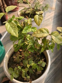 Arabian Jasmine getting ready for the winter, already dropping its leaf vibrance