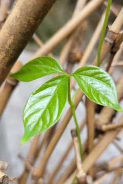 Pruning selectively is crucial to ensure the new shots grow strong