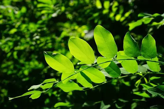 Jasmine leaves curling up because of lack of water