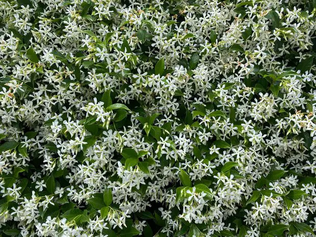 Caring for your Asiatic Jasmine plant is important to keep it lushy and healthy