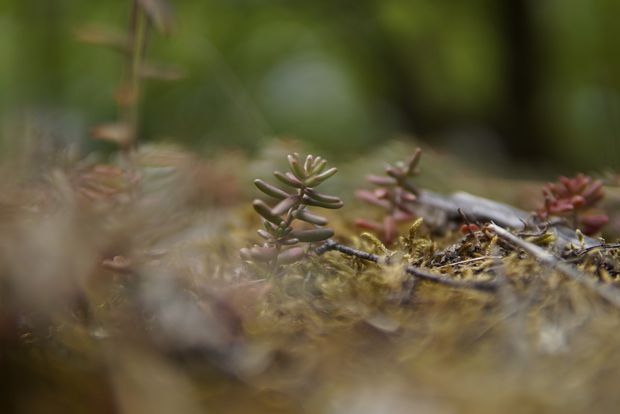 Some helper crops will ensure bad weeds are undercontrol around your jasmine plant