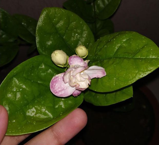 Arabian jasmine plant flower bud infected by Contarinia maculipennis and looking purple as a result.