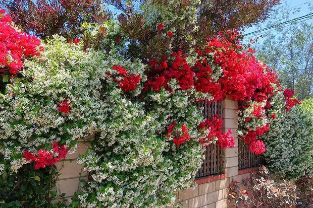 Jasmine and bougainvillea together is the perfect combination for your garden