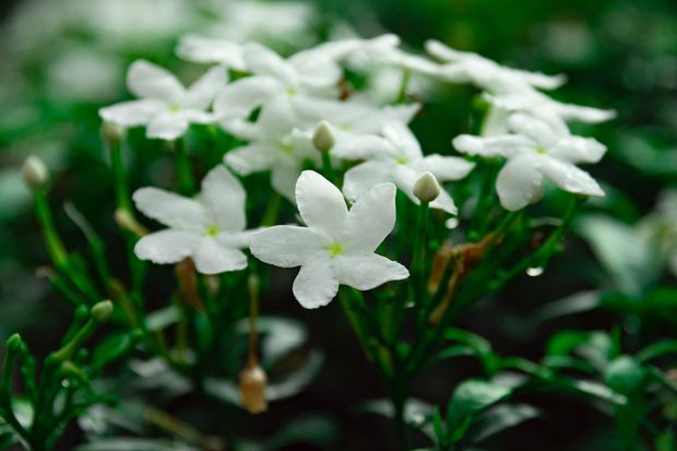 Some other species of Jasmine are more delicate and sensitive to cold stress!