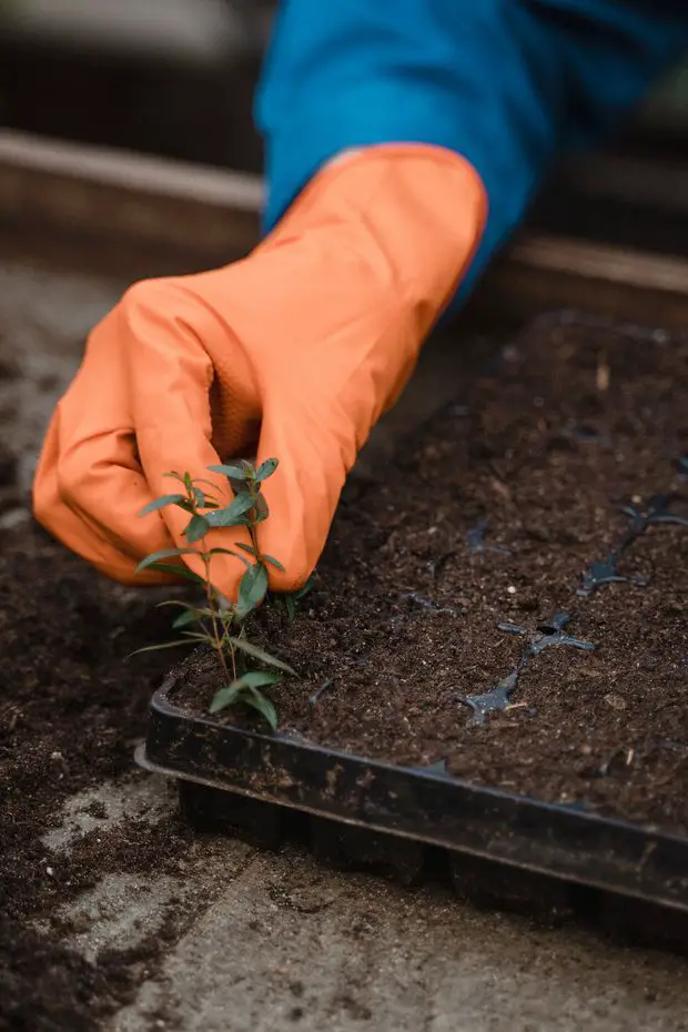 Transplanting the jasmine cuttings into the optimal soil is a delicate space