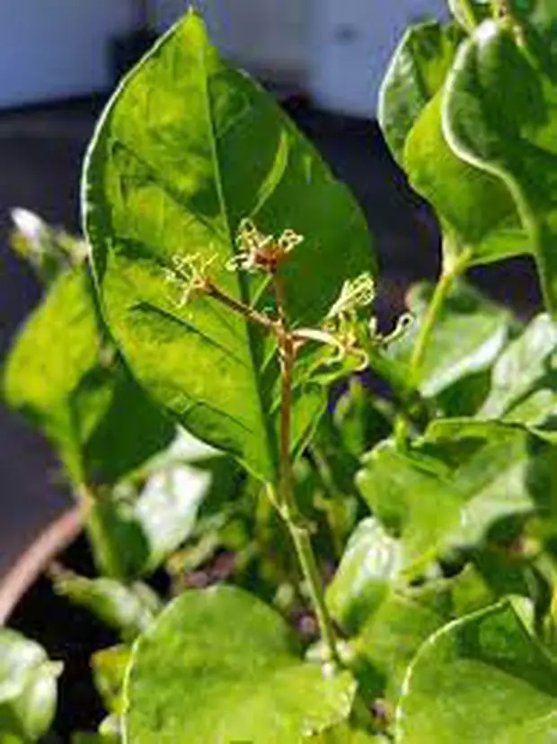 A Star jasmine plant with flower drop due to heat shock