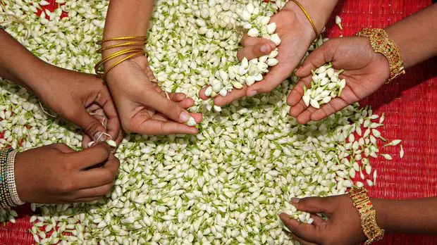 Jasmine flowers symbolize the essence of beauty captured in nature's embrace