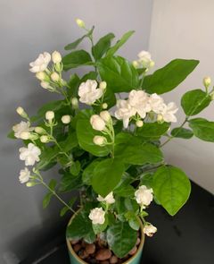 Arabian Jasmine does great in a pot indoors