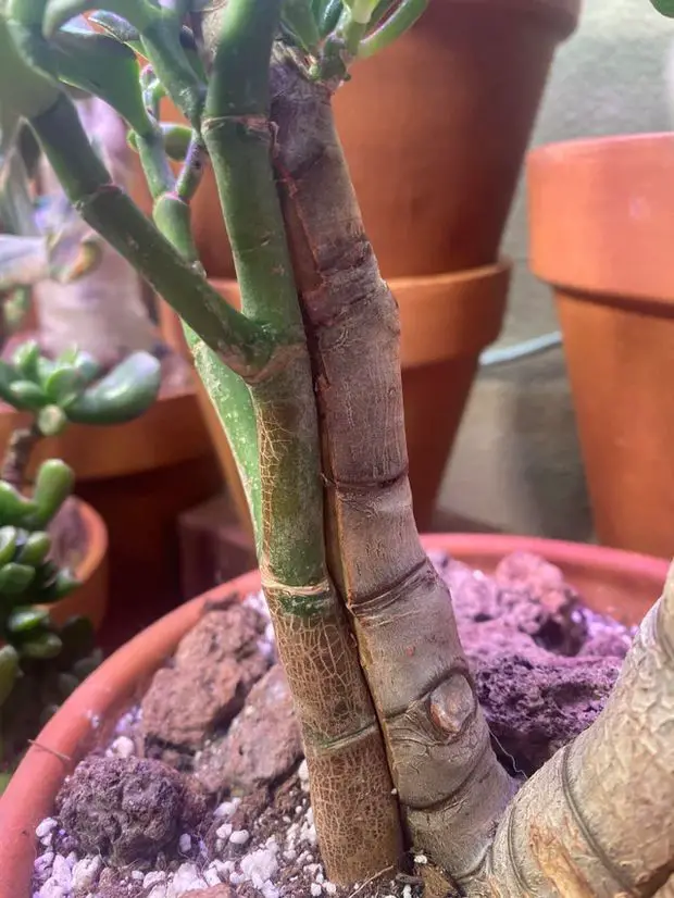 Roses and jasmines can be propagated through grafting techniques