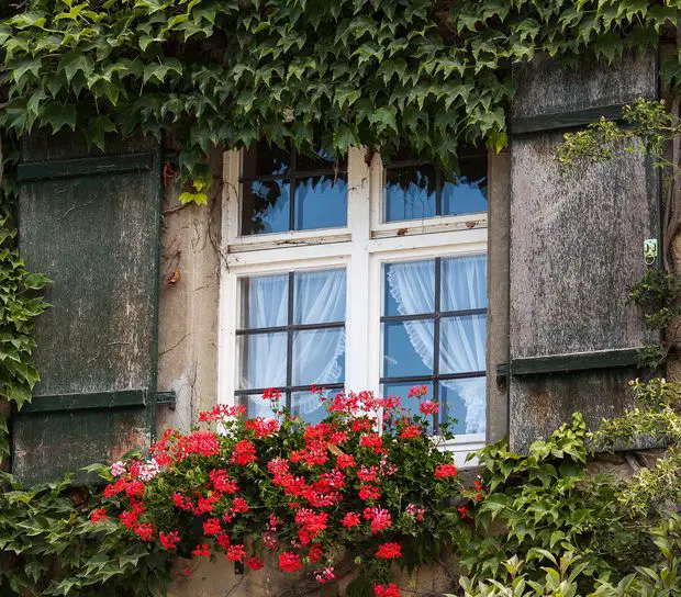 Geranium produce fragrant blooms and are easy to care for