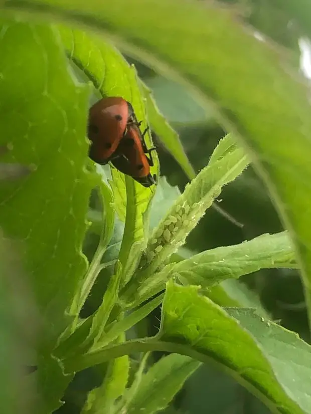 Established ladybugs eating the aphids infesting the jasmine plant.