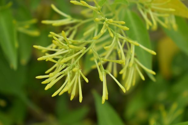 Night-blooming jasmine with closed buds, picture by @plantsperfect