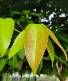 Excessive sun exposure can burn Jasmine leaves and can turn red.