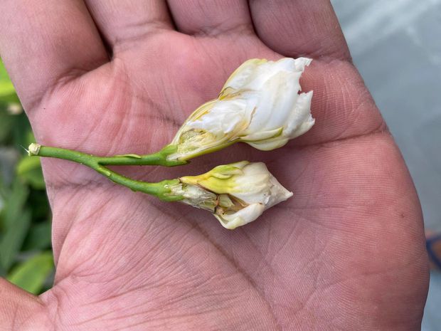 In this post we explain the reasons why your jasmine flowers may drop suddenly.