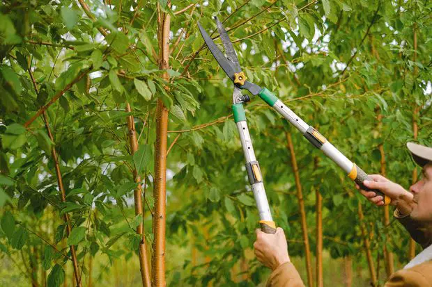 Don’t prune your jasmine during the winter time, always in the spring time.