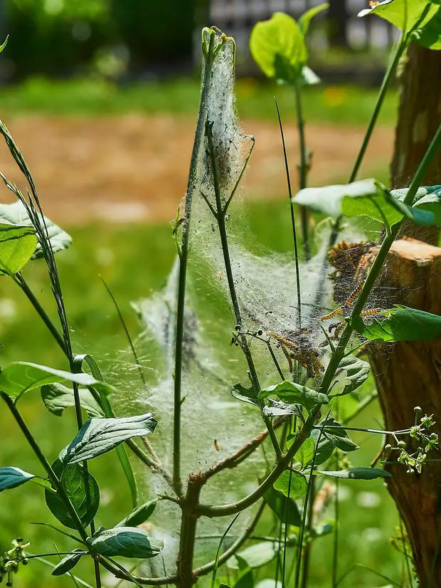 A jasmine plant infested with caterpillars