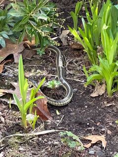 Your star jasmine are safe from snakes as they are usually not attracted to them