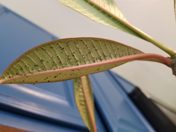 Plumeria plant full of balck aphids