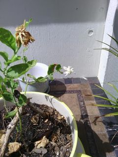 Feeding jasmine consistently with optimal fertilizer is an essential step!