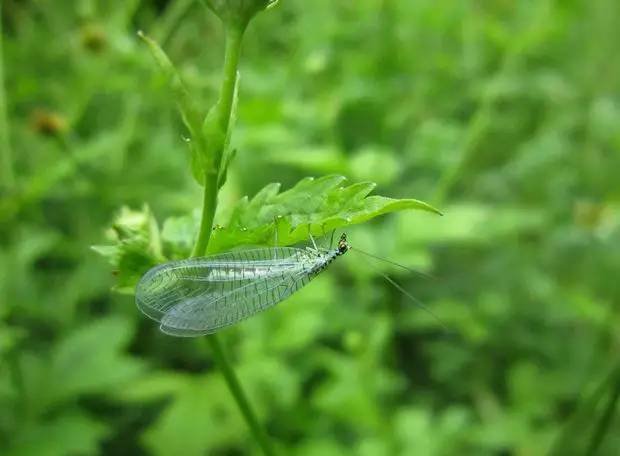 Green lacewings are an amazing natural predator of aphids in jasmine plants.