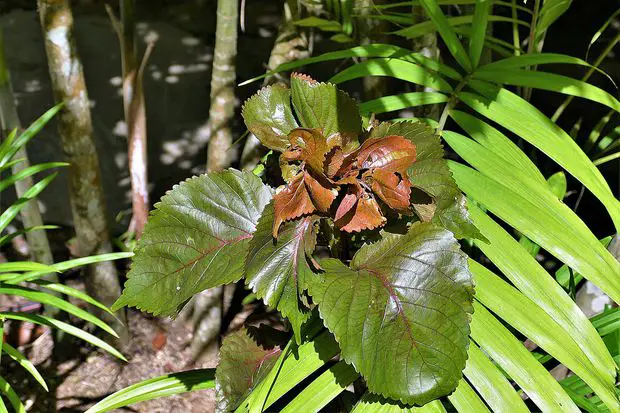 Brown leaves due to a lack of nutrient.