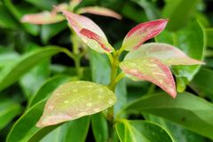 Jasmine plant leaves can turn red due to water stress.