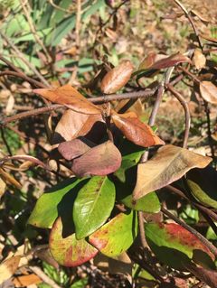 A change in leaf color is often an indication that the plan is under stress