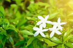 Providing our jasmine with enough and adequate levels of sunlight is essential to get marvelous blooms.