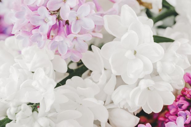 A Gorgeous Arabian jasmine flowers, look at those exquisite, silky flowers!