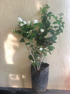 If well taken care of during the winter time, Jasmine does come back, look at those flowers!