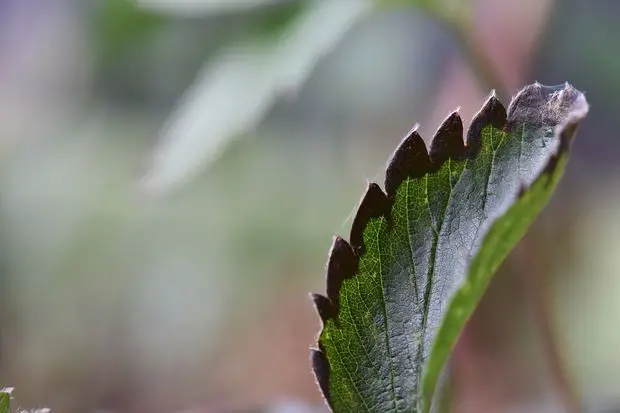 Blight infection in jasmine leaves.