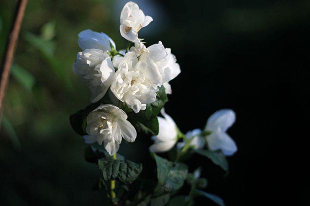 Jasmine flowers at their peak of scent emission in the early morning.