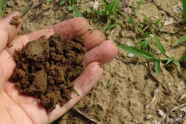 Refreshing the compost mix before repotting our Jasmine plant is essential to potentiate the flower bud production.