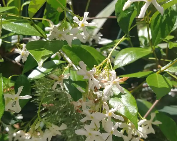 Star jasmine with flower petals turning brown due to a lack of sunlight