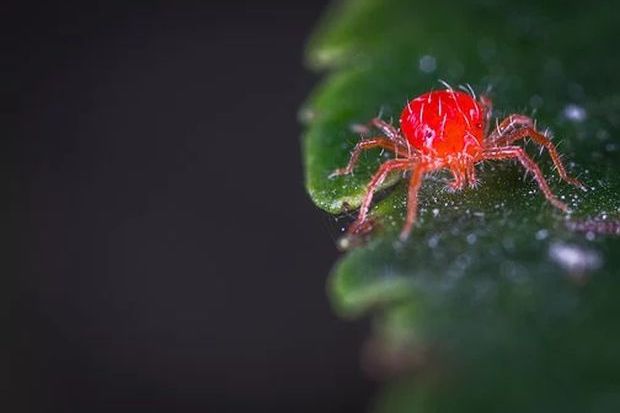 Spider mites devouring our plant.