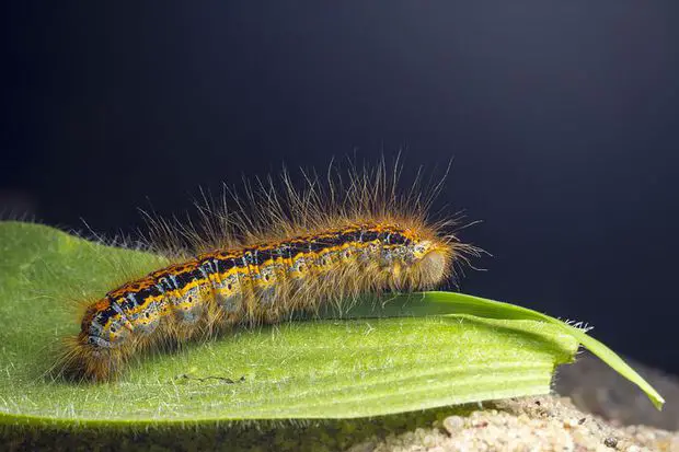 A caterpillar.